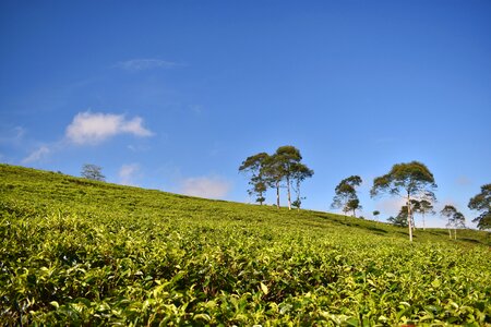 Agriculture asia plantation
