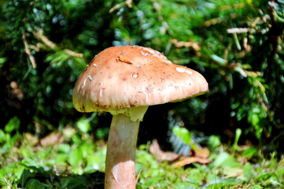 Screen fungus forest floor mushroom picking photo