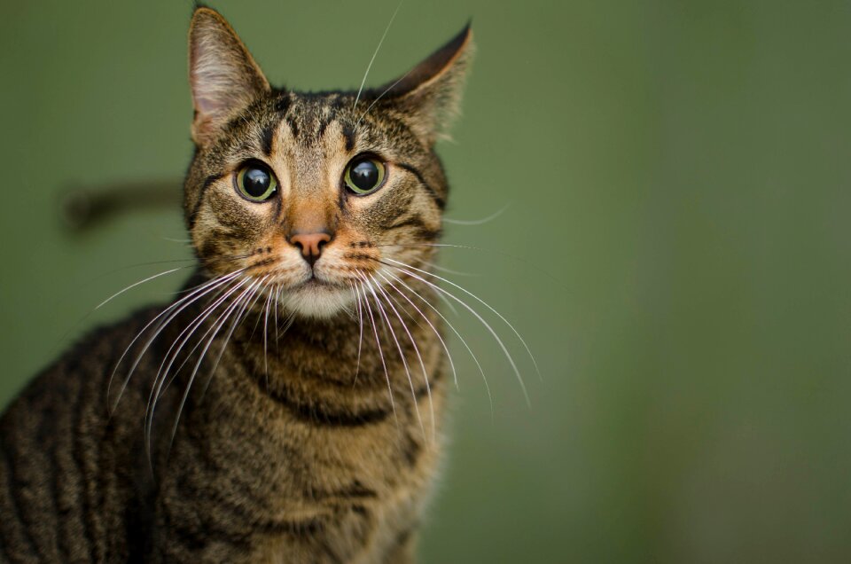 Tabby cat's eyes mustache