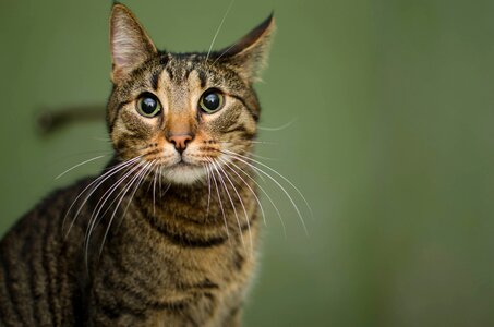 Tabby cat's eyes mustache