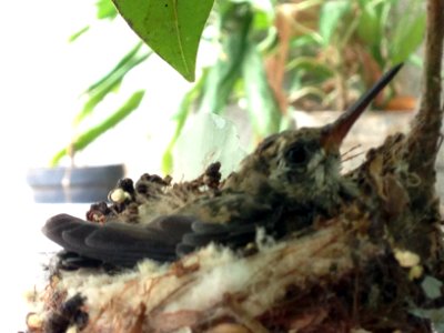 Baby hummingbird