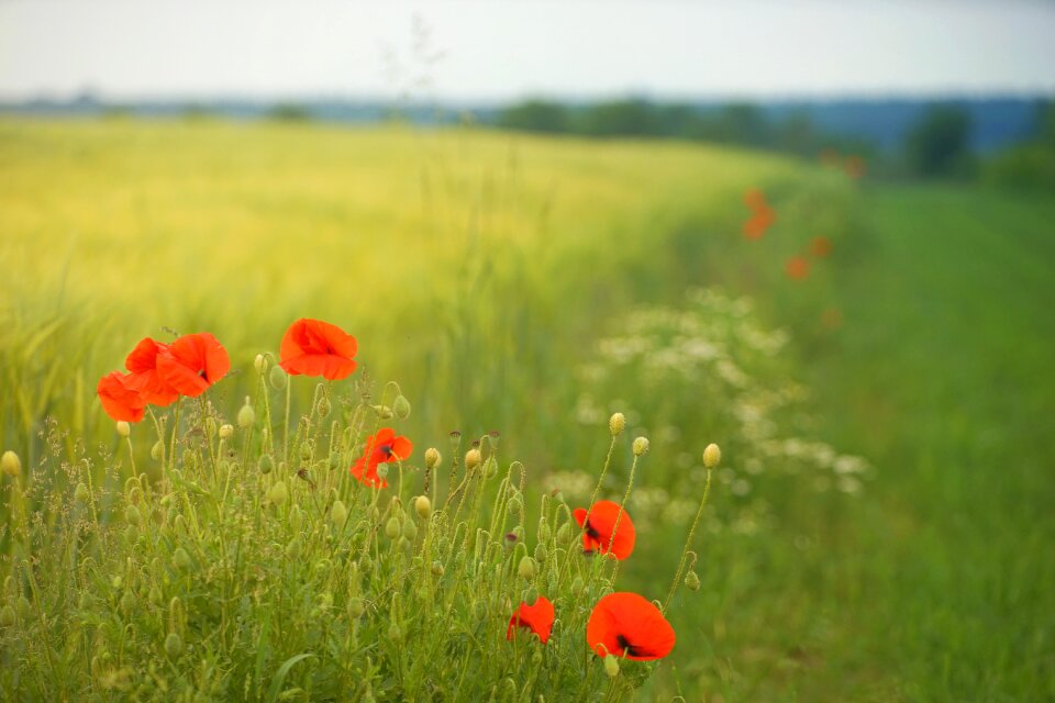 Flower grass summer