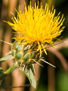 Nature flora flower
