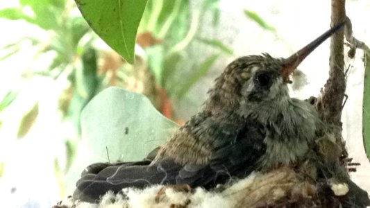 BabyHummingbird back
