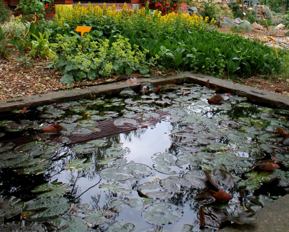 Water lilies in a gymnasium garden pond at Brno, Czech Republic