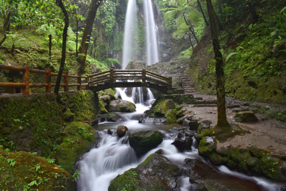 Landscape stream forest