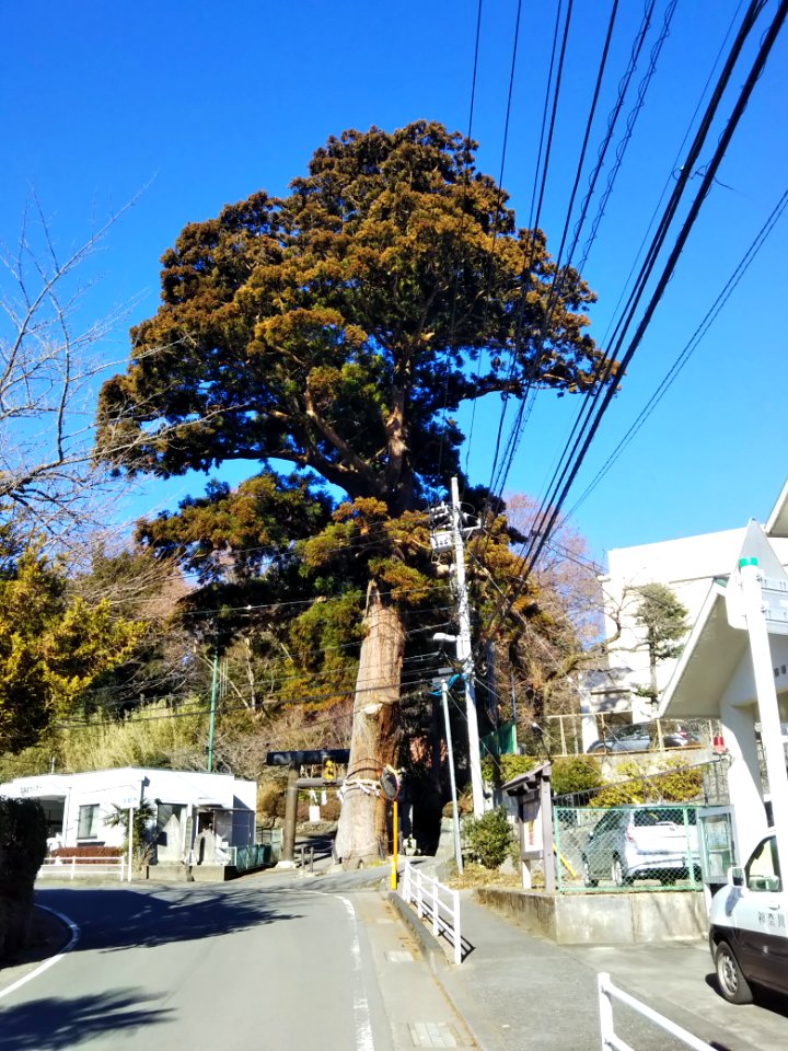 Yadoriki shrine, Cryptomeria