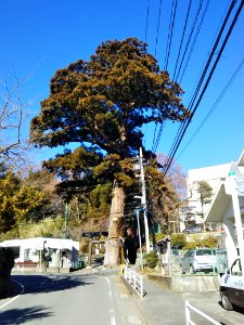 Yadoriki shrine, Cryptomeria