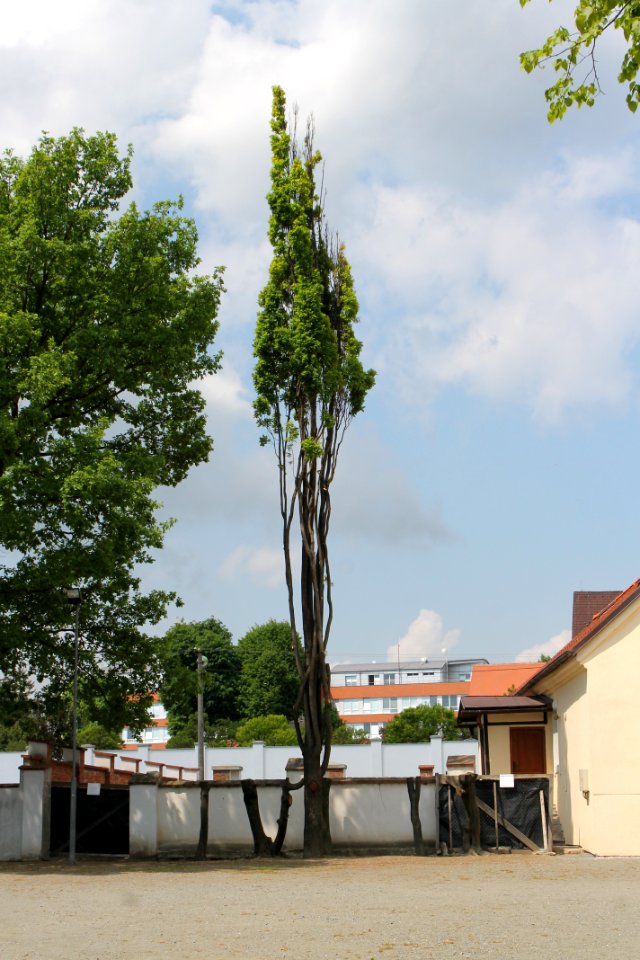 Zámecká zahrada in Vyškov099
