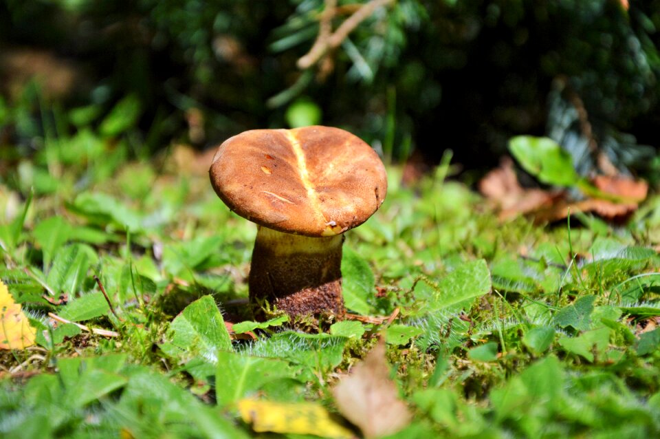 Screen fungus forest floor mushroom picking