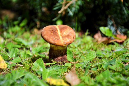 Screen fungus forest floor mushroom picking photo