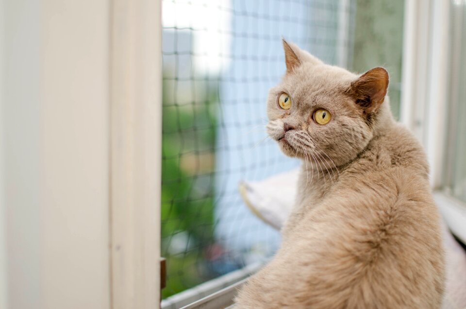 Cat purebred british cat pets
