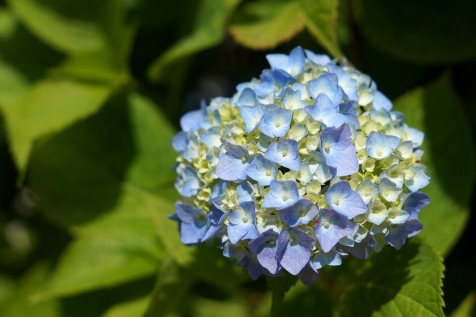 Flowers flower plants