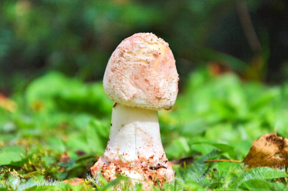 Forest screen fungus forest floor photo