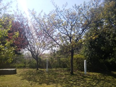 Yokohamahizakura at Mt Honmoku park 2018 (02)