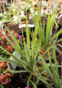 Yucca filamentosa 11102