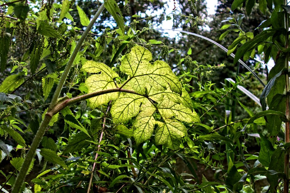 Tangle pattern vein
