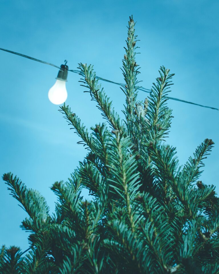 Light bulb wire photo