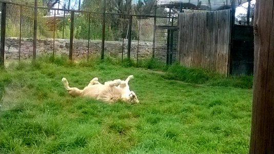 White lion lying on the grass
