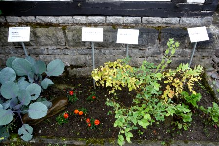 Westfälisches Freilicht-Museum, Färberpflanzen, Juli 2021 (01)
