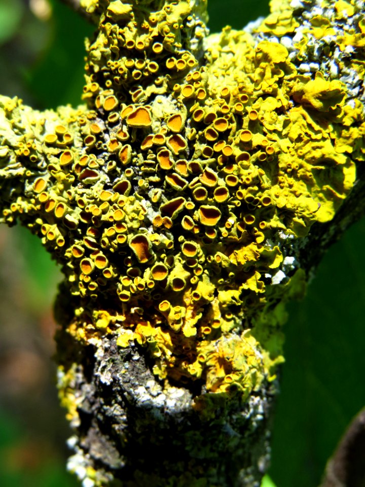 Xanthoria parietina Kiev