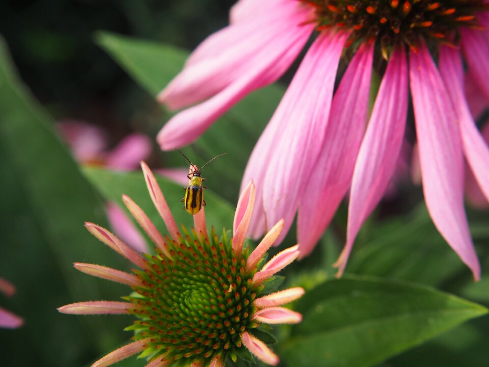 Blossom bloom garden echinacea