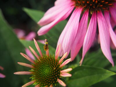 Blossom bloom garden echinacea
