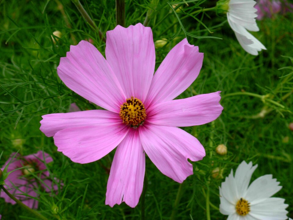 Summer flowers cosmos pink summer garden