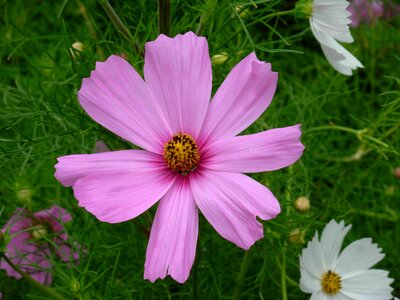 Summer flowers cosmos pink summer garden photo