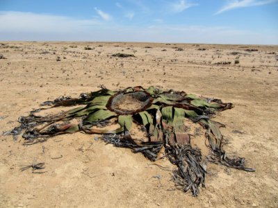 Welwitschia in the Namibe desert photo