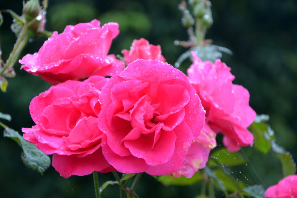 Color pink pink flower petals