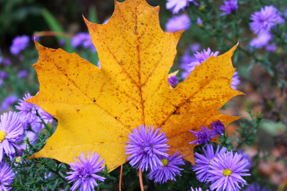 Nature colour october