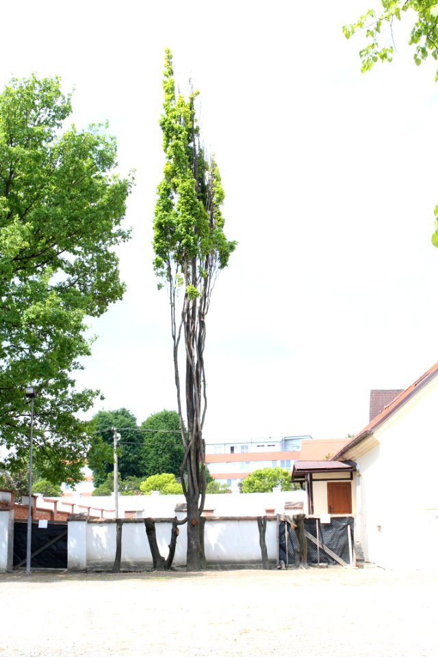 Zámecká zahrada in Vyškov098