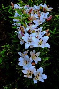 Garden summer lily