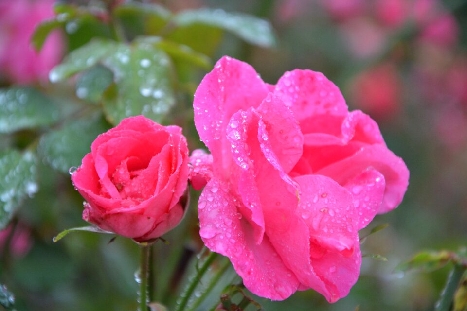 Pink flower petals garden