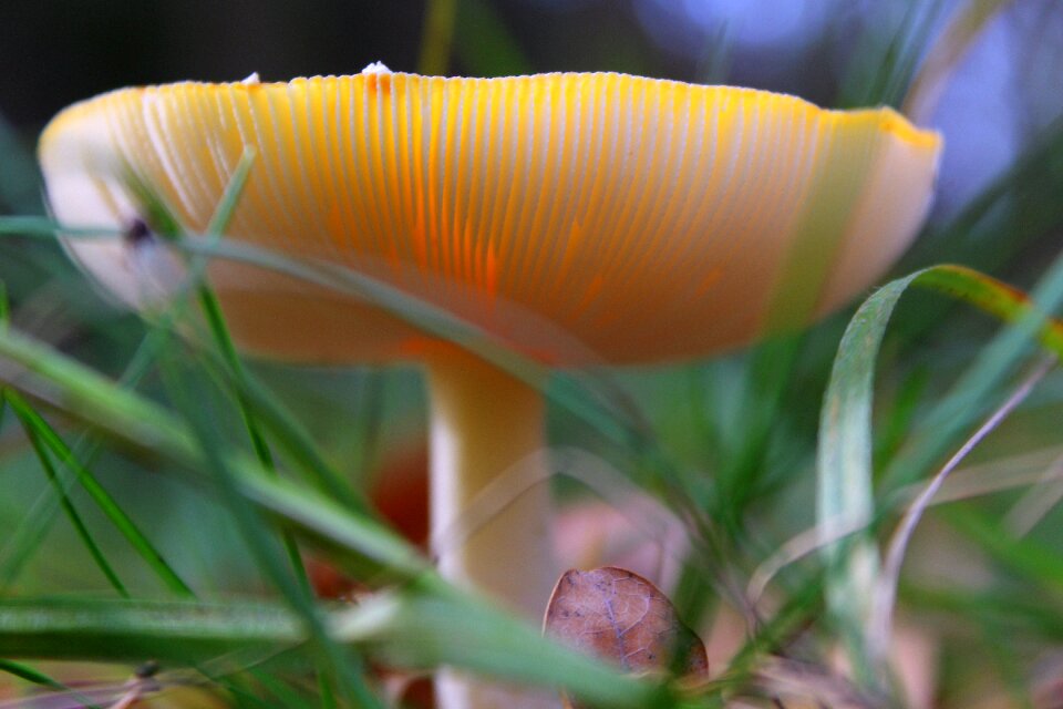 Amanita hat undergrowth