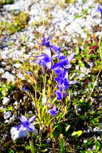 Bloom alpine flower alpine plant photo