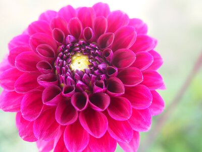 Flower garden flower garden