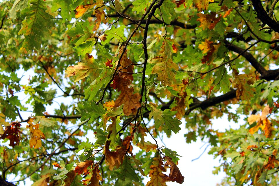Tree colors of autumn oak