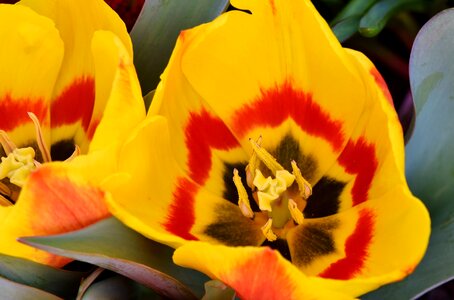 Stamp stamens petals