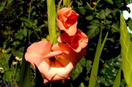 Gladiolus flower pink