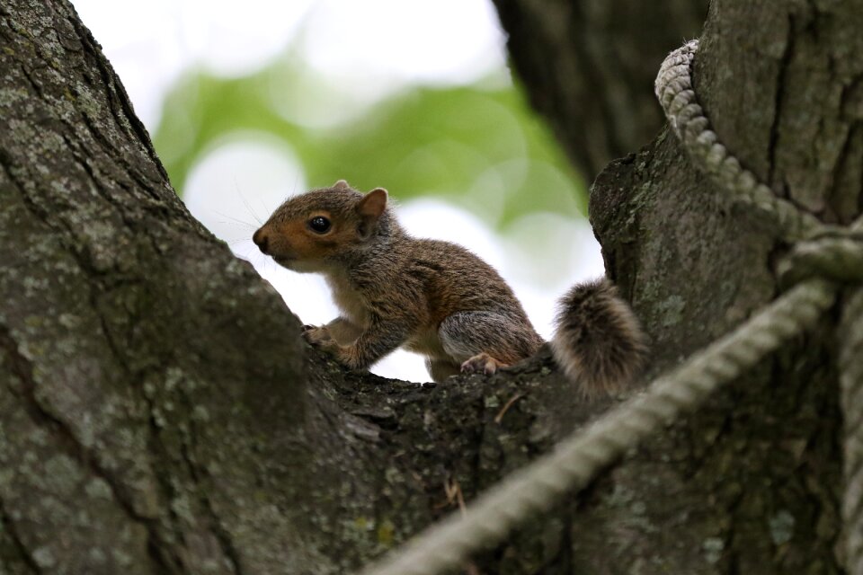 Outdoors mammal squirrel