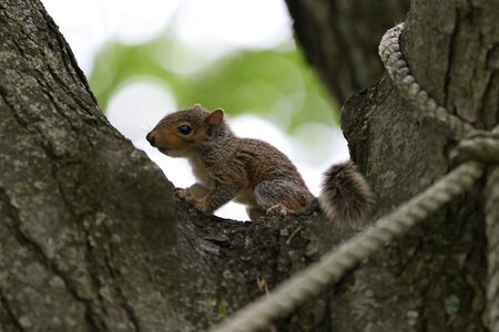 Outdoors mammal squirrel