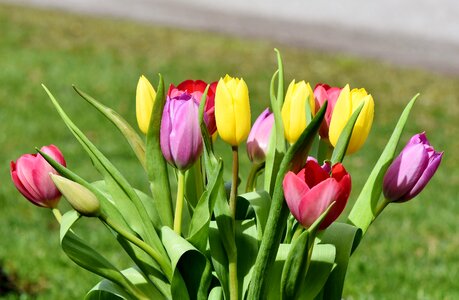 Bloom spring flowers flower photo