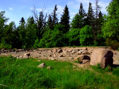 Сестрорецк СПб. Тарховский лесопарк1