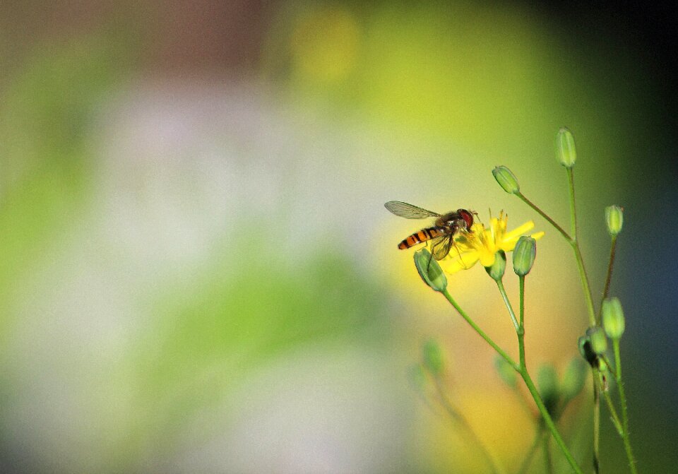 Summer outdoors fly