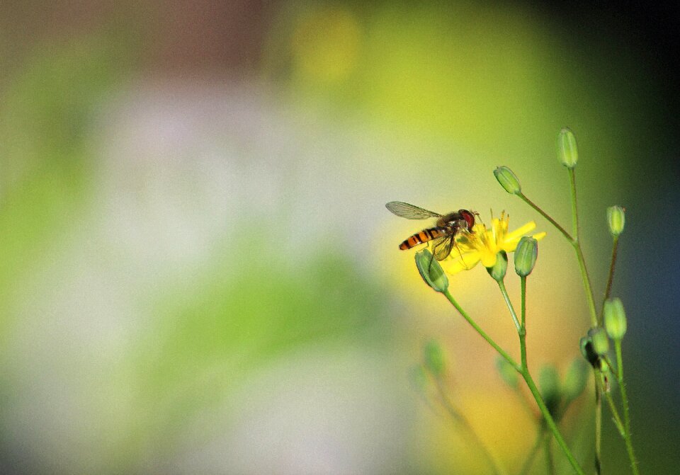 Summer outdoors fly photo