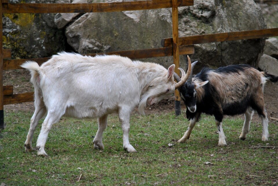 Animals goat fight nature