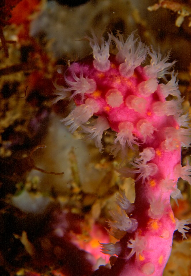 Alcyonium coralloides (Pallas, 1766) 2