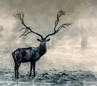 Deer male black and white photo